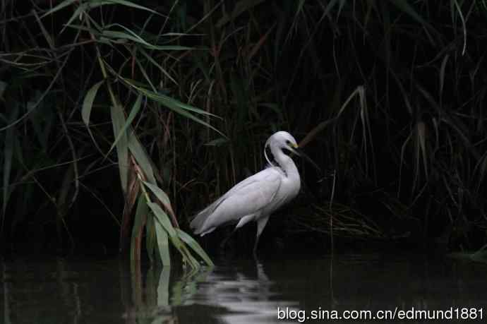 杭州西溪湿地拍菜鸟