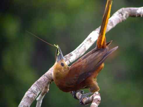 奇特的盔:拟椋鸟 奇特的盔:拟椋鸟