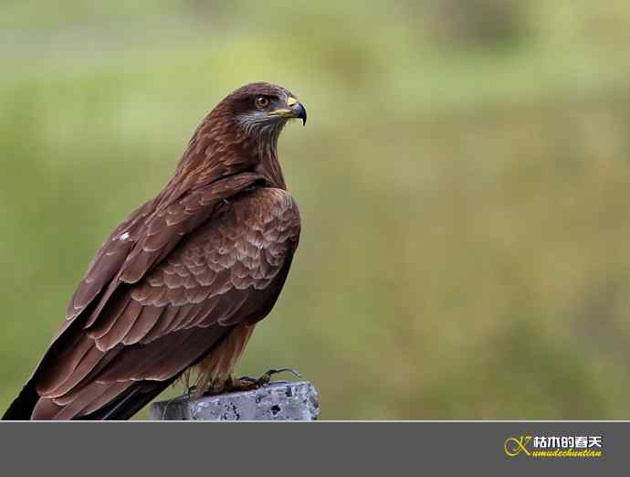 红原大草原的“黑鸢”