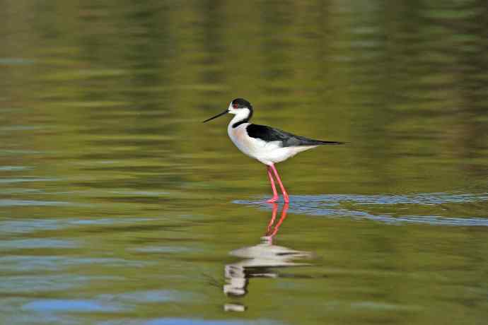 黑翅长脚鹬（3）