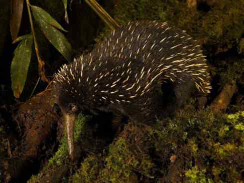 盘点十二大著名食蚁动物：短吻针鼹