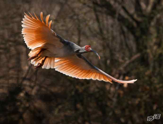 朱鹮&nbsp;wbr路&nbsp;wbr吉祥之鸟