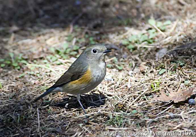 北京自然和谐的日坛公园（雌性红胁蓝尾…