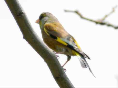 家禽驯化之源之十九