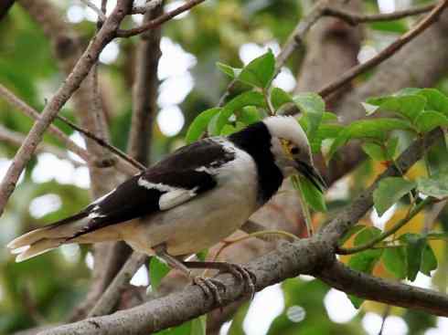 白头鸟系列：另类的美丽5