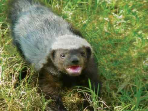 十大喜食蜂蜜动物：蜜獾