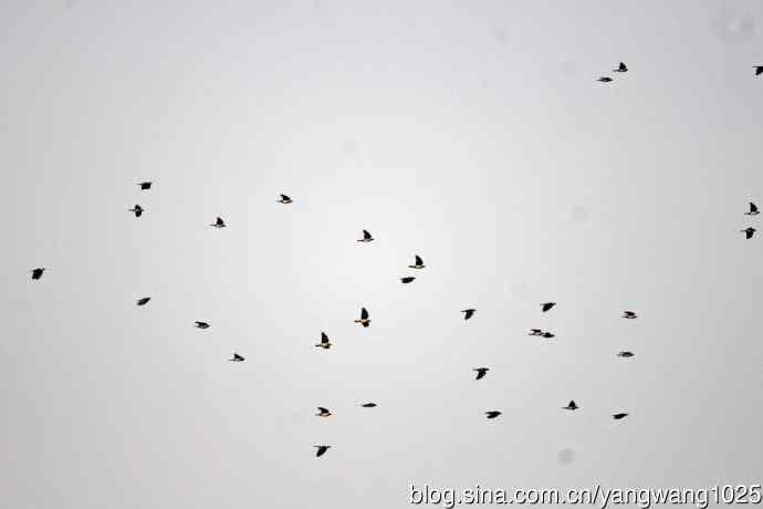 迁涉中的达乌里寒鸦（记录版）