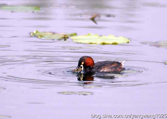 早餐 wbr鈥斺斝t捕鱼纪实 早餐 wbr鈥斺斝t捕鱼纪实