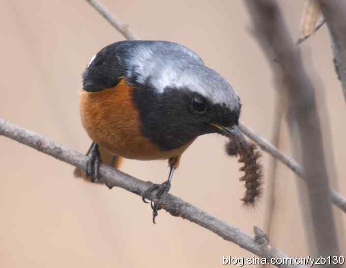 北红美餐（组图）