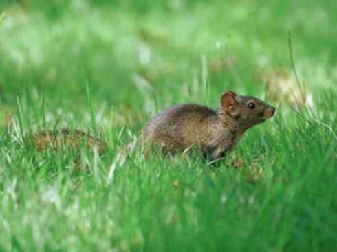 动物世界:山寨还是原创之七 动物世界:山寨还是原创之七