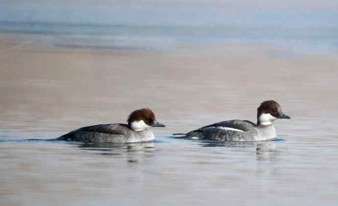 美好记忆——曾经的秋沙鸭