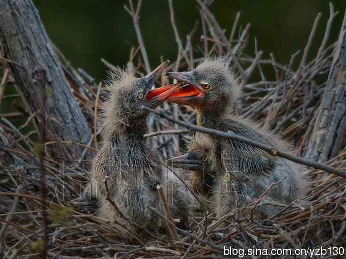 聆听超萌鈥溞∫光澢ㄗ橥迹24张图片）