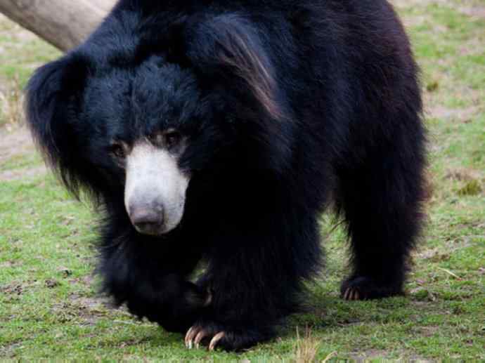 盘点十二大著名食蚁动物：懒熊