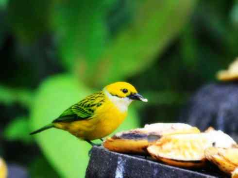 美丽无罪：雀鸟之欣赏