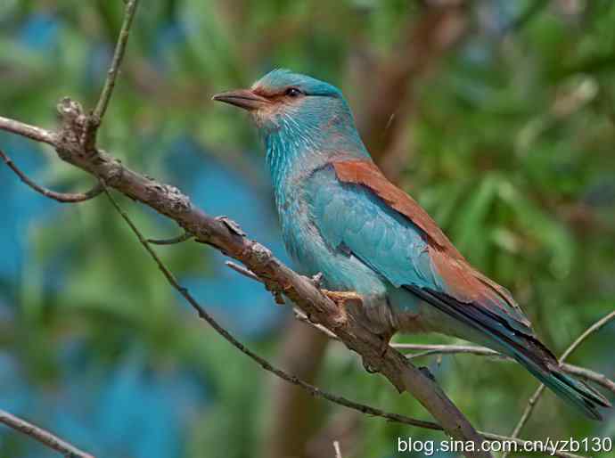 蓝胸佛法僧（组图，9张图片）
