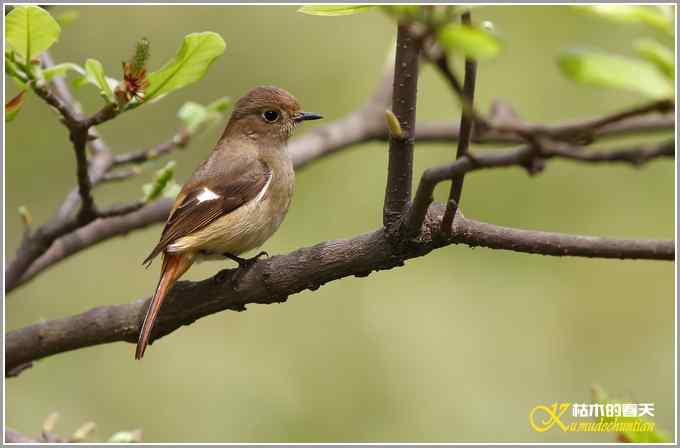 北红尾鸲MM【照片】