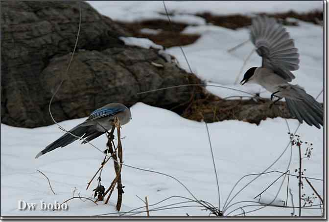 点击图片或使用键盘← →翻页