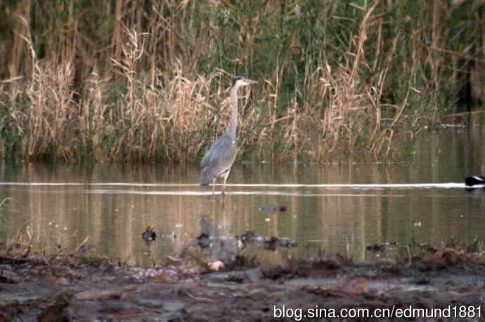 崇明东滩湿地公园十一月鸟况-望远镜打鸟