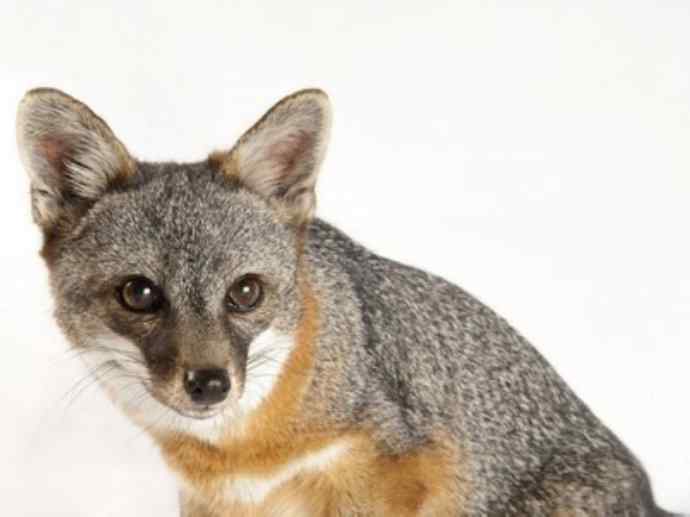 犬科：狐亚科灰狐属之灰狐、岛屿灰狐