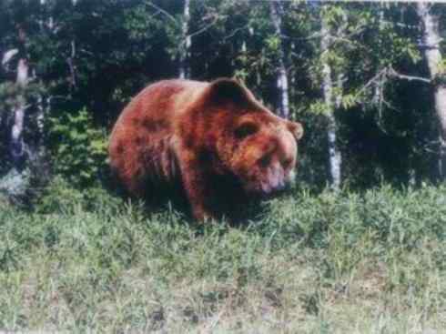 十大喜食蜂蜜动物：棕熊