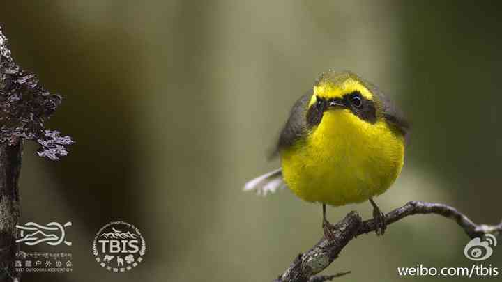 黄腹扇尾鹟——眼神犀利捕捉昆虫