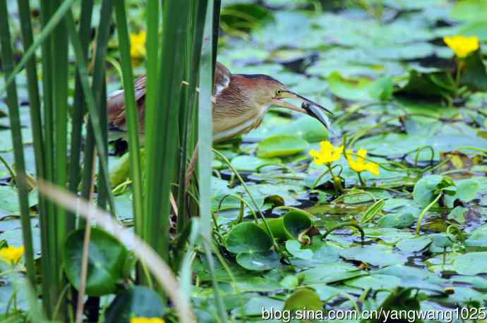 捕鱼的黄苇鳽（记实）4