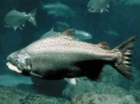 自然奇观:动物大迁徙(大马哈鱼) 自然奇观:动物大迁徙(大马哈鱼)