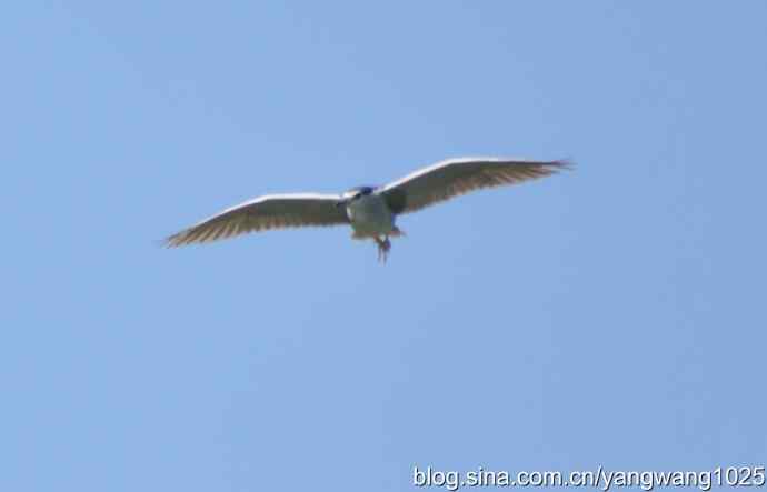 飞（夜鹭） wbr4