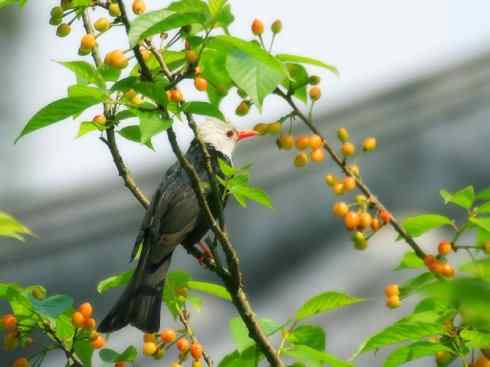 白头鸟系列：另类的美丽