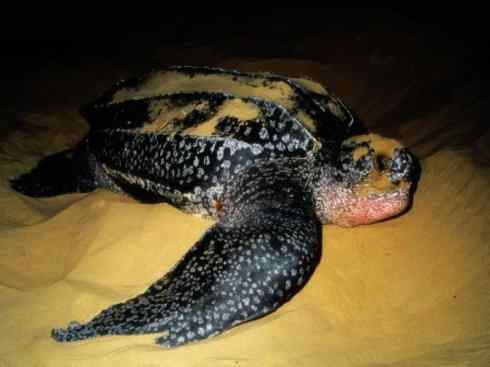 自然奇观：动物大迁徙(棱皮龟类)