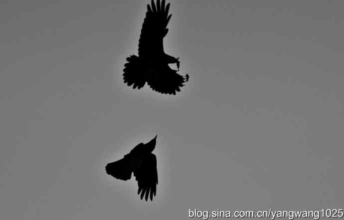 剪纸(空中的战斗) 剪纸(空中的战斗)