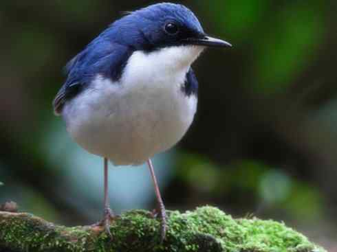 白头鸟系列:另类的美丽（白头歌鵖）