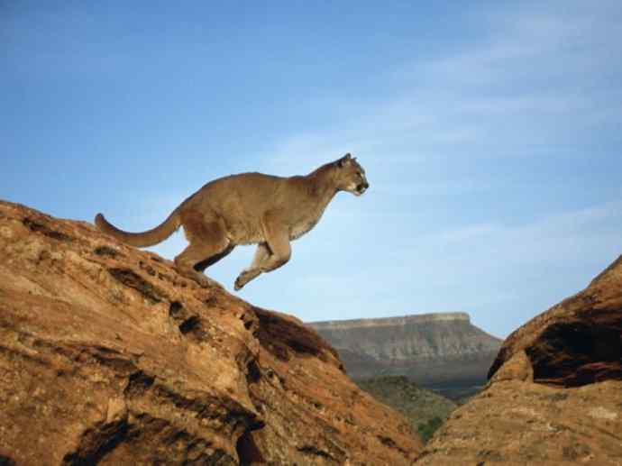 犬科：犬亚科犬属之澳洲野犬、歌唱犬、家犬