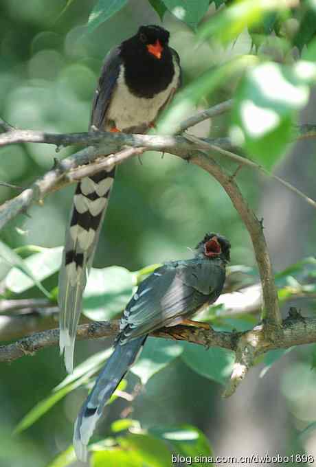 红嘴蓝鹊和它的宝宝