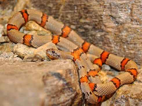 龙：传说的兽原型探秘（游蛇类）