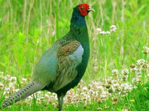 凤凰：传说的鸟原型探秘（雉鸡）