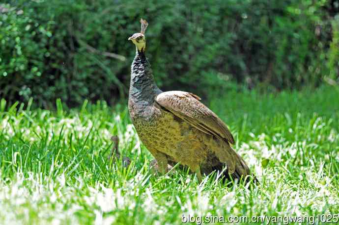 母与子（蓝孔雀）