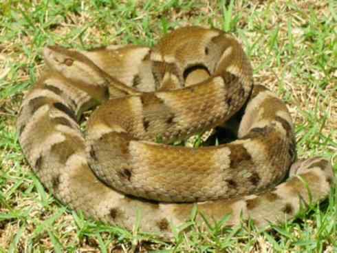 龙：传说的兽原型探秘（响尾蛇类）