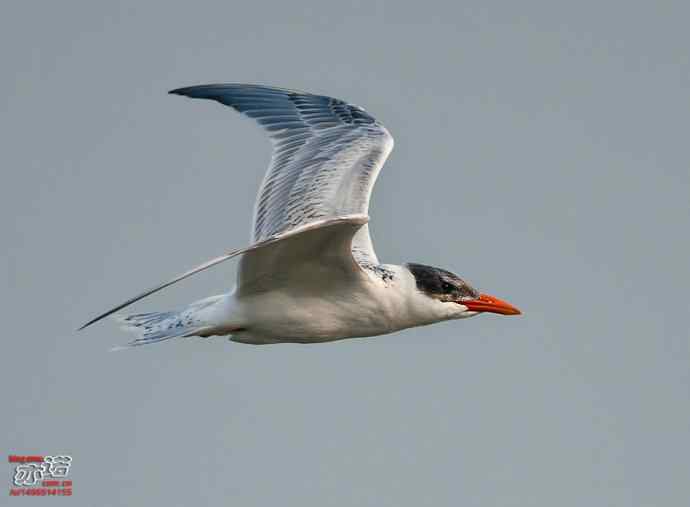 官厅水库&nbsp;wbr路&nbsp;wbr红嘴巨鸥