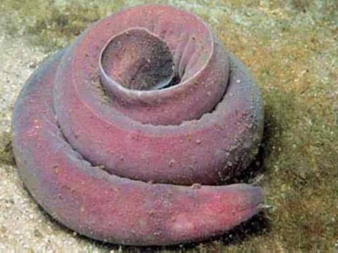 鱼类活化石：盲鳗