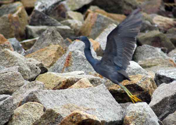珠海独行（五）,收获岩鹭篇（组图）