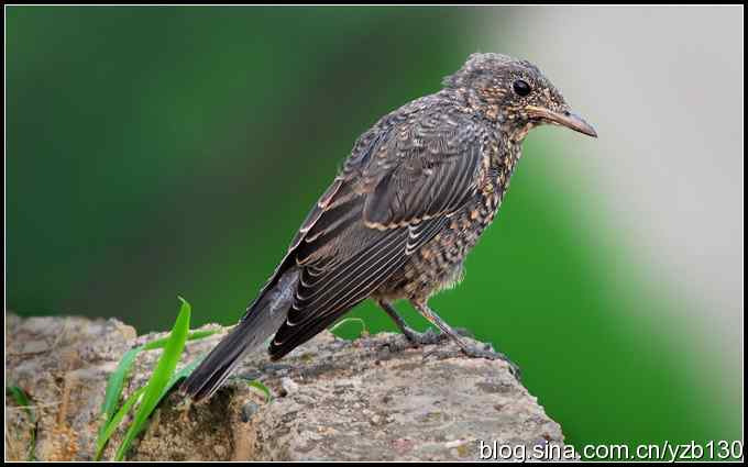 金海湖的鸟（3）鈥斺斃俄娥矗ㄗ橥迹