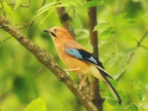 家禽驯化之源之二十九