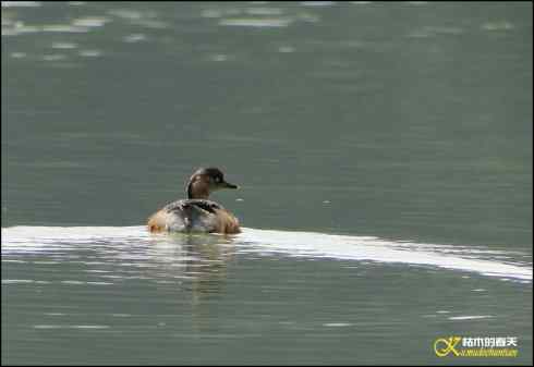 邂逅鈥溞鈥潯菊掌