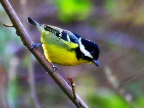 美丽无罪：雀鸟之欣赏2