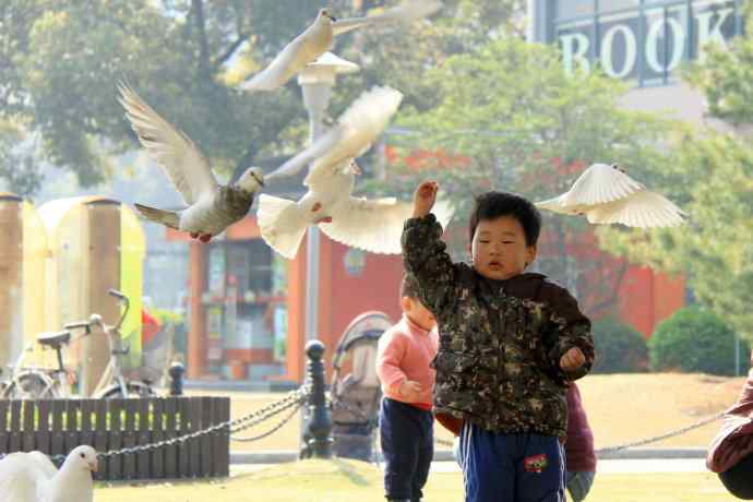 孩子与白鸽