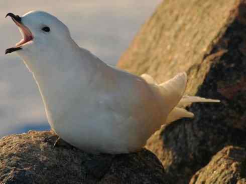 奇特的盔:雪海燕 奇特的盔:雪海燕