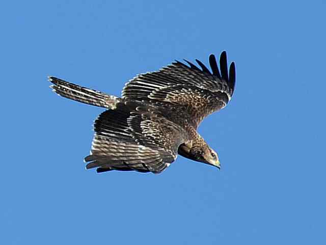 望京楼观赏猛禽迁徙