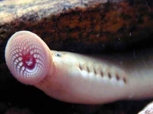 鱼类活化石：七鳃鳗