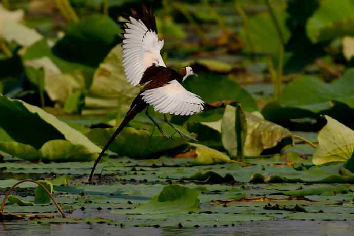 金领仙风.水凤凰